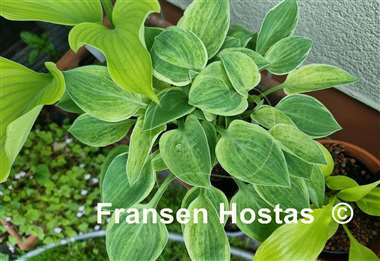 Hosta Bashful