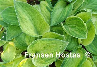 Hosta Bashful