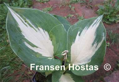 Hosta Beach Boy