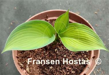Hosta Beau Brummell