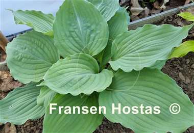Hosta Beautiful Hope