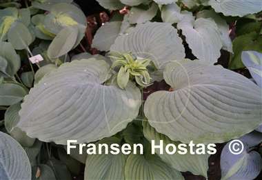 Hosta Beautiful Hope
