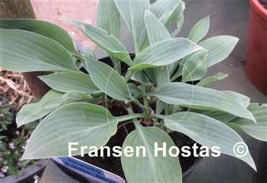 Hosta Beauty Little Blue