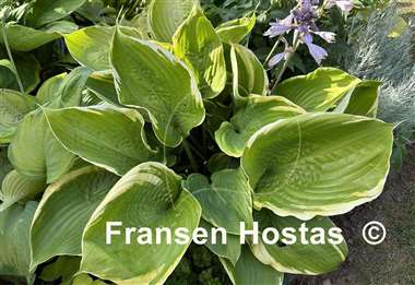 Hosta Beauty Substance