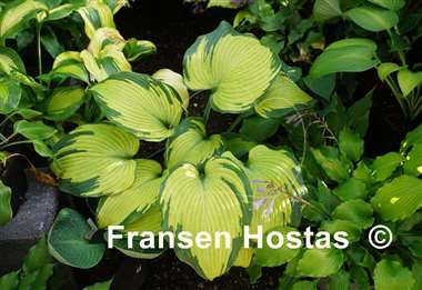 Hosta Beckoning