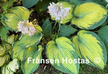 Hosta Beckoning