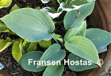 Hosta Bedford Blue