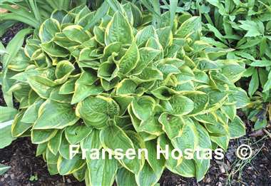 Hosta Bedford Rise and Shine
