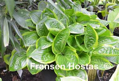 Hosta Bedford Rise and Shine