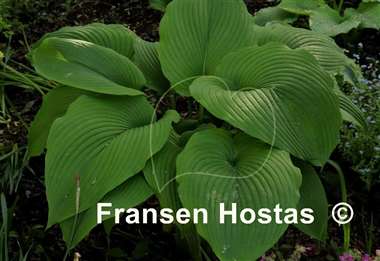 Hosta Behemoth