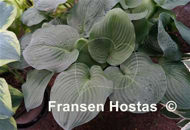 Hosta Bella