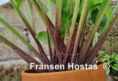 Hosta Belle of the Ball