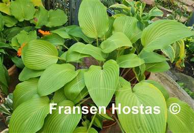 Hosta Belle of the Ball