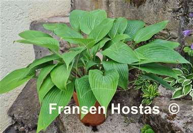 Hosta Belle of the Ball
