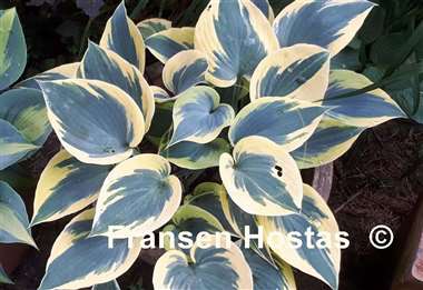 Hosta Ben Vernooij