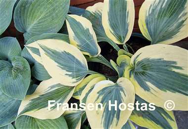 Hosta Ben Vernooij