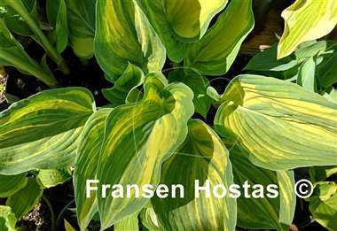 Hosta Best in Town