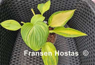 Hosta Best in Town