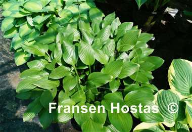 Hosta Betsy King