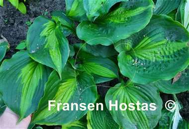 Hosta Beyond Glory