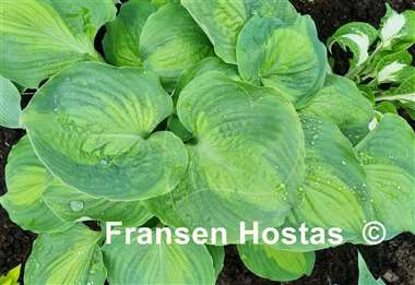 Hosta Beyond Glory