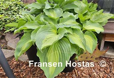 Hosta Beyond Glory