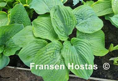 Hosta Big B