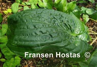 Hosta Big B