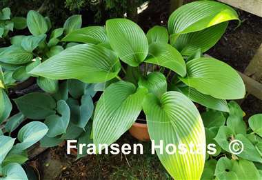 Hosta Big Bang