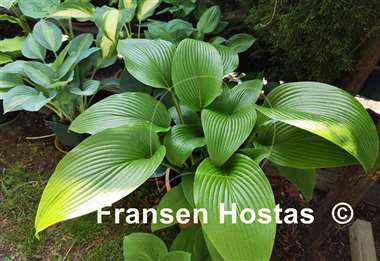 Hosta Big Bang