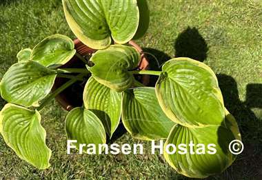 Hosta Big Beauty