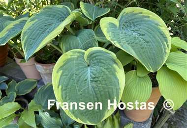 Hosta Big Beauty