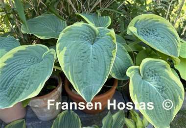 Hosta Big Beauty