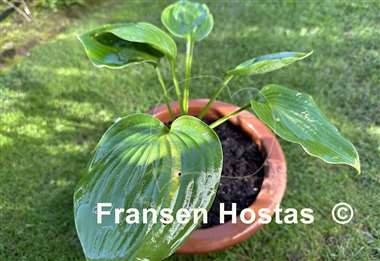 Hosta Big Bubba