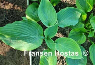 Hosta Big Bubba