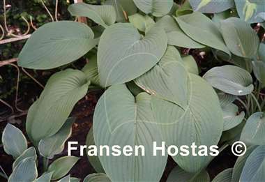 Hosta Big John