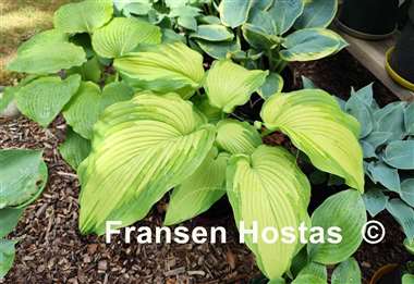 Hosta Big Performer