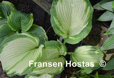 Hosta Big Performer