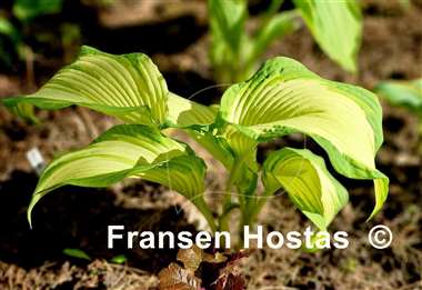 Hosta Big Performer
