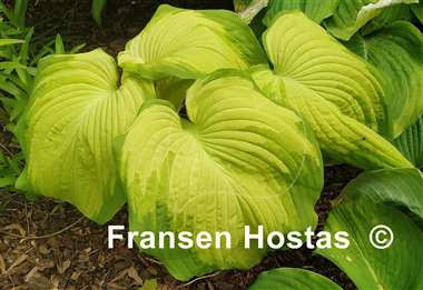 Hosta Big Performer