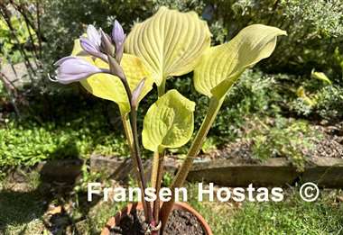 Hosta Big Red