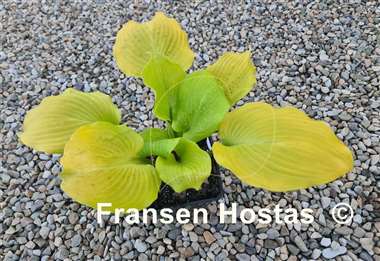 Hosta Big Red