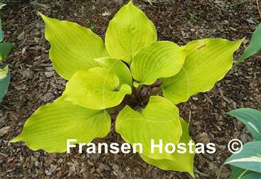 Hosta Big Red