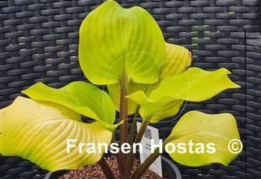 Hosta Big Red