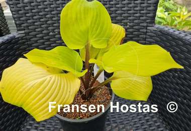 Hosta Big Red