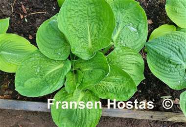 Hosta Big Top