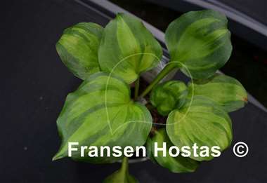 Hosta Binkie