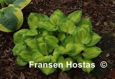 Hosta Binkie