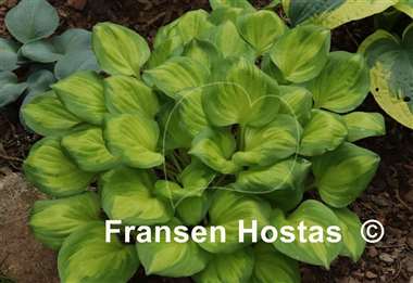 Hosta Binkie