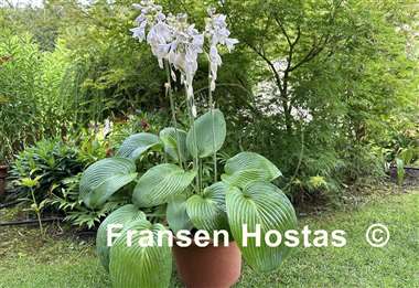 Hosta Birchwood Elegance